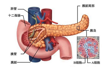 胰腺癌病因.png